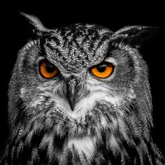 an owl with orange eyes is photographed in black and white, on a dark background