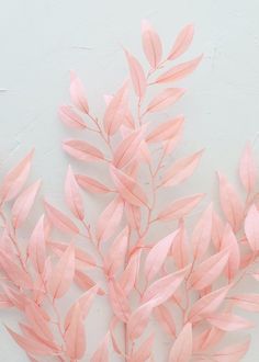 pink leaves against a white background