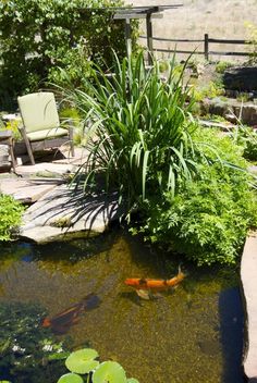 a small pond in the middle of a garden