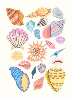 colorful sea shells are arranged on a white background