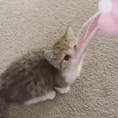 a small kitten is playing with a toy on the floor in front of a stuffed bunny