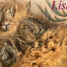 a fluffy cat sleeping on top of a couch next to the words lissy