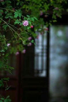 some pink flowers are growing on the side of a building with green leaves around it