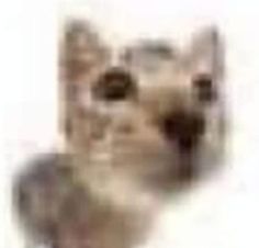 blurry image of a cat's face and eyes