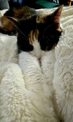 a cat sleeping on top of a white blanket