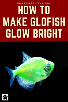 a green fish with the title how to make glofish glow bright on it