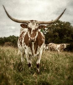 a brown and white cow standing on top of a lush green field