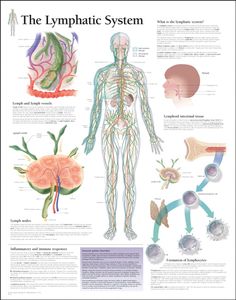 Lymphatic system Lymph Vessels, Doterra Recipes, Lymphoma Awareness, Lymph Massage, Lymph System, Lymph Drainage, Medical Posters, Bath Recipes, Muscular System