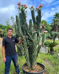 a man standing next to a large cactus in a planter filled with lots of flowers