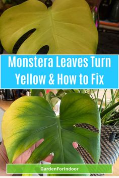 monster leaves turn yellow and how to fix them