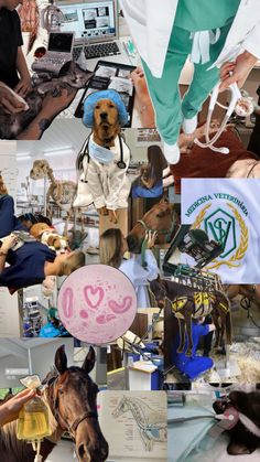 a collage of pictures with dogs and people working on computers, horses, and other things