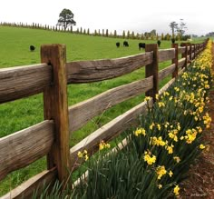 a wooden fence with yellow flowers in the foreground and cattle grazing on the other side