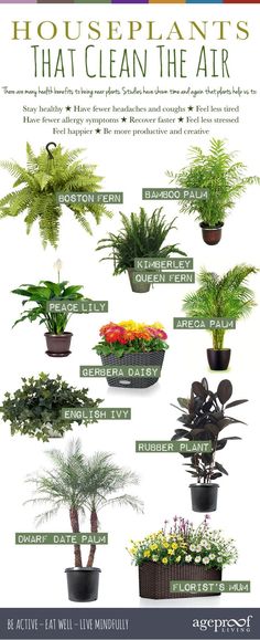 the houseplants that clean the air poster shows different types of plants in pots