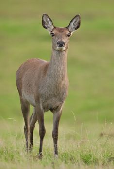 a small deer standing on top of a grass covered field