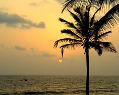 a palm tree on the beach at sunset