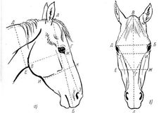 a horse's head is shown with the measurements for each part of its face