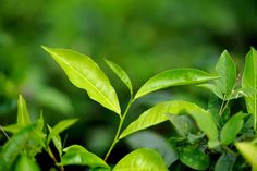 green leaves are shown in the foreground and blurry background