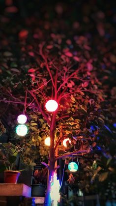 a tree with several lights hanging from it's branches