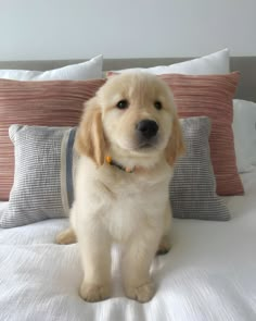 a puppy sitting on top of a bed next to pillows