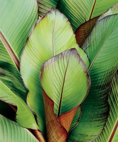 closeup of green leaves with brown tips