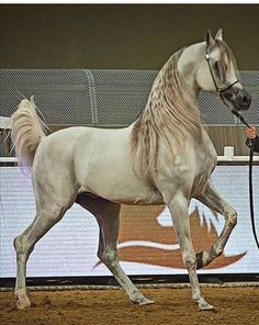 Cai Arabi, Arabic Horse, Regnul Animal, Arabian Stallions, Most Beautiful Animals