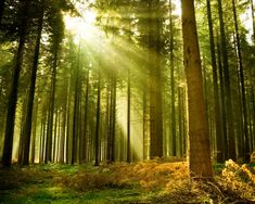 sunlight shining through the trees in a forest