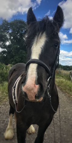 a black and white horse standing on top of a dirt road