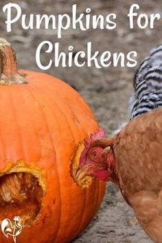 there are two chickens that are eating out of the pumpkins on the ground and one chicken is looking at it