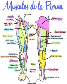 an image of muscles in the human body with labels on it, including the names and description