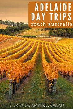 an image of a vineyard at sunset