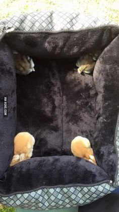 a cat bed with two cats in it