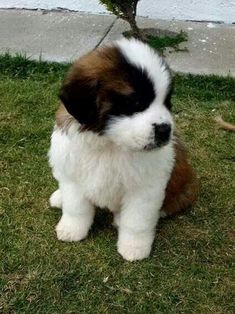 a brown and white puppy sitting in the grass