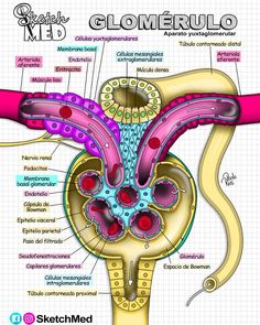 the anatomy of an animal's utensil and its major functions in it