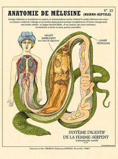 an old medical poster shows the anatomy of a woman's body