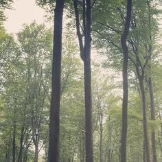 a group of people walking down a path through a forest filled with tall, green trees