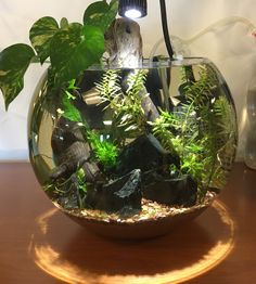 a fish bowl filled with plants and rocks on top of a wooden table next to a lamp