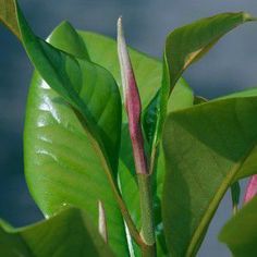 a plant with green leaves and red stems