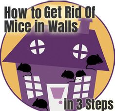 how to get rid of mice in walls in 3 steps - step guide for homeownership