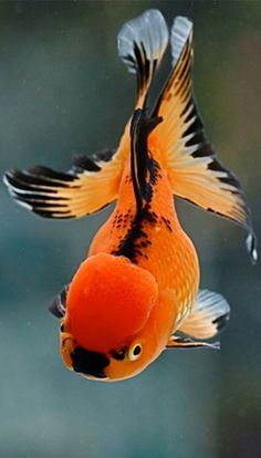 an orange and black fish swimming in the water