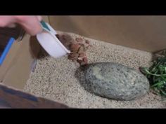 How to Care For Your Pet Rock - YouTube Flying Cars, Rock Videos, One Word Art, Flying Car, R Memes, Animated Images, Funny Pranks