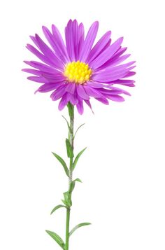 purple flower with yellow center on white background