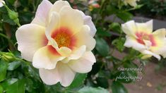 two white and yellow flowers with green leaves