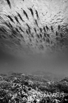 a large group of fish swimming in the ocean