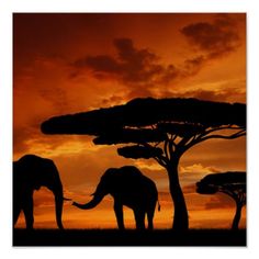 two elephants standing in front of trees at sunset