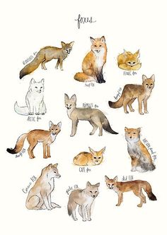 an illustration of foxes in different colors and sizes