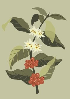 botanical illustration drawing of coffee plant, coffee berries, coffee flowers Coffee Plant Botanical Illustration, Coffee Plant Art, Coffee Plant Drawing, Coffee Tree Illustration, Creative Wall Painting