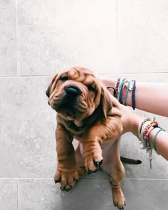 a brown dog sitting on top of a person's arm next to a tile floor