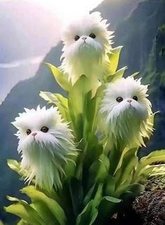 three fluffy white cats sitting on top of green plants in front of a mountain range