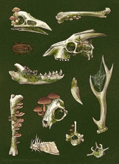 an image of different types of animal bones and their anatomys on a green background