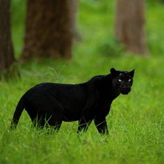 a black cat is walking through the grass in front of some trees and looking at the camera